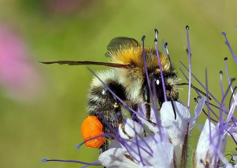 ORIGINAL VEITSHÖCHHEIMER BIENENWEIDE Blumenwiese Wildblumen Samen. Mehrjährige Bienenweide. Bild 6