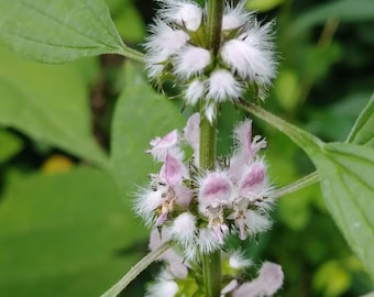 ECHTES HERZGESPANN (Leonurus cardiaca) Samen. Heilpflanze aus dem Klostergarten.