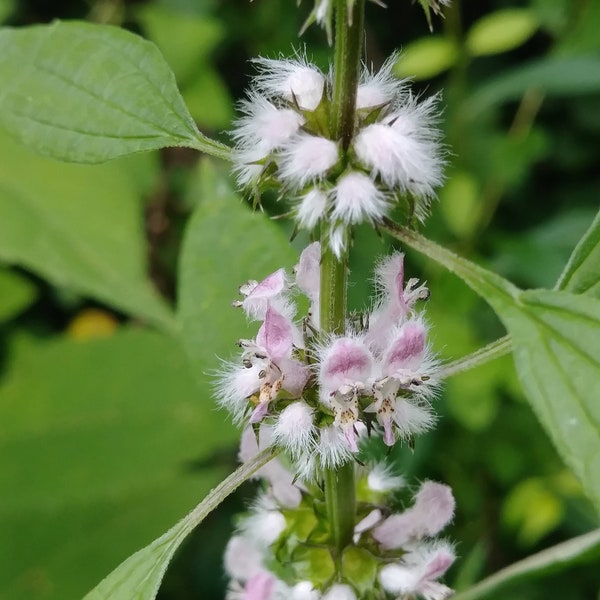 ECHTES HERZGESPANN (Leonurus cardiaca) Samen. Heilpflanze aus dem Klostergarten.