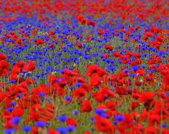 Klatschmohn (Papaver rhoeas) + Kornblume (Centaurea cyanus) Samenmischung. Blütenmeer in Rot & Blau. Bienenweide