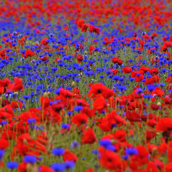 Klatschmohn (Papaver rhoeas) + Kornblume (Centaurea cyanus) Samenmischung. Blütenmeer in Rot & Blau. Bienenweide