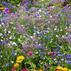 ORIGINAL VEITSHÖCHHEIMER BIENENWEIDE Blumenwiese Wildblumen Samen. Mehrjährige Bienenweide. Bild 1
