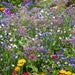 see more listings in the wildflower mixes section