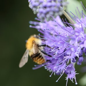 ORIGINAL VEITSHÖCHHEIMER BIENENWEIDE Blumenwiese Wildblumen Samen. Mehrjährige Bienenweide. Bild 5