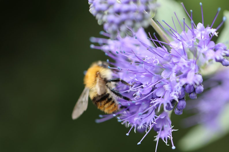 ORIGINAL VEITSHÖCHHEIMER BIENENWEIDE flower meadow wildflower seeds. Perennial bee pasture. image 5