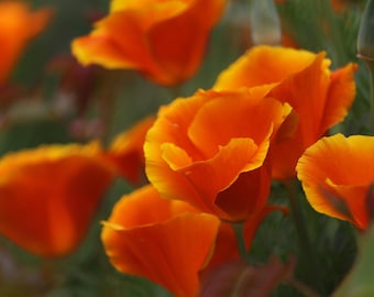 Golden poppy - California poppy Eschscholzia californica seeds. medicinal plant