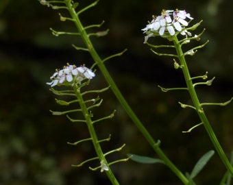 Acker Hellerkraut (Thlaspi arvense) Samen. Heilpflanze, essbar.