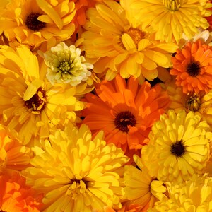 Ringelblumen Samen 500 Stück - Calendula Officinalis Als Bienenweide & Heilpflanze Für Den Garten