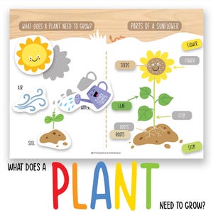 Afdrukbaar levenscyclus van de plant, zonnebloemgroeigrafiek, voorschoolse wetenschapsactiviteit, Montessori-werkblad natuur, wat planten nodig hebben om te groeien