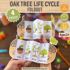 Peut inclure: Un dépliant éducatif illustrant le cycle de vie du chêne, avec des étapes allant du gland à l'arbre mature. Le dépliant présente le texte "OAK TREE LIFE CYCLE FOLDOUT" et "Ages 3+".