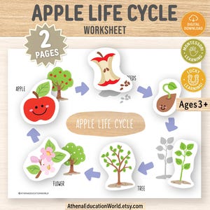May include: Educational worksheet illustrating the apple life cycle, featuring a red apple, seeds, sprout, tree, and flower. Includes the text "Apple Life Cycle Worksheet" and "Ages 3+". The image is a digital download.