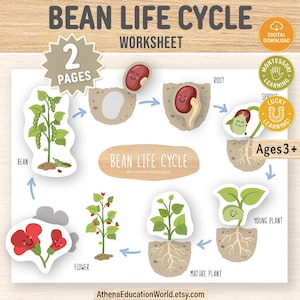 May include: A worksheet illustrating the bean life cycle, featuring stages from seed to mature plant. The diagram includes labeled illustrations of the bean, root, flower, and young plant. The text includes "BEAN LIFE CYCLE WORKSHEET" and "Ages 3+".
