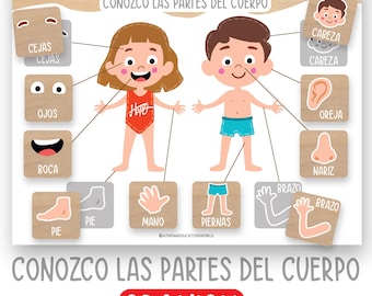 Spanish Body Parts Worksheet,Toddler Activity,Homeschool Printables,Kindergarten Learning Resources,Preschool Curriculum,Learning Body Parts