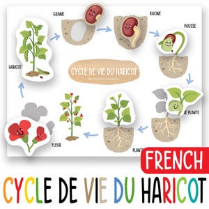 French Bean Life Cycle Activity for Kids, Printable Montessori Science Worksheet, Preschool Homeschool Nature Lesson, Kindergarten Learning