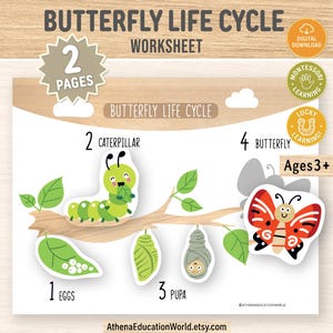 May include: A colorful educational worksheet illustrating the butterfly life cycle, including eggs, caterpillar, pupa, and butterfly stages. The image features a green caterpillar, a red and white butterfly, and the text "BUTTERFLY LIFE CYCLE WORKSHEET".