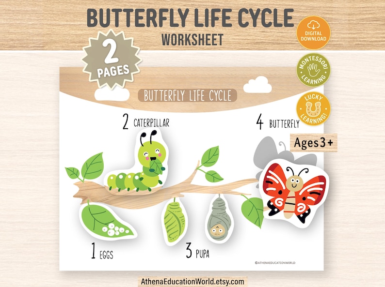 May include: An educational worksheet depicting the butterfly life cycle, with stages from egg to butterfly. The image shows a green caterpillar, a red and white butterfly, and the text "BUTTERFLY LIFE CYCLE WORKSHEET". Suitable for ages 3+.