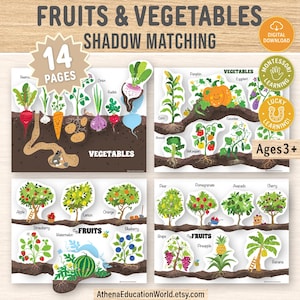 Könnte beinhalten: Lehrreiches Schattenspiel mit Obst und Gemüse. Das Spiel umfasst 14 Seiten mit Illustrationen verschiedener Obst- und Gemüsesorten, wie Äpfel, Karotten und Kürbisse. Geeignet für Kinder ab 3 Jahren. Digitaler Download.