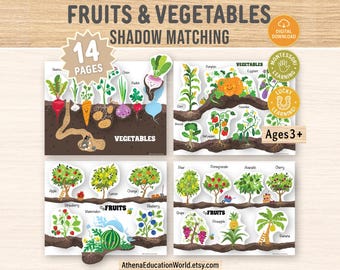 Puede incluir: Juego educativo de emparejamiento de sombras con frutas y verduras. El juego incluye 14 páginas con ilustraciones de varias frutas y verduras, como manzanas, zanahorias y calabazas. Para niños a partir de 3 años. Descarga digital.