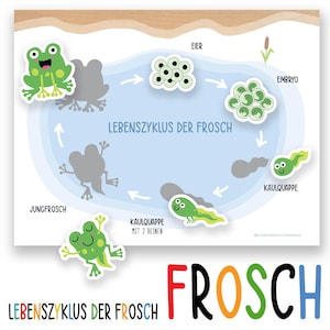 Duitse kikker levenscyclus voor kinderen afdrukbare, pedagogische wetenschap grafiek voor kleuterschool en kleuterschool, homeschool natuuractiviteit, kleuterschool