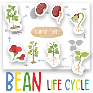 Boonlevenscyclus voor kinderen afdrukbaar, plantenkaart voor kleuters en kleuters, homeschool-tuinactiviteit, groeiende plant poster pdf