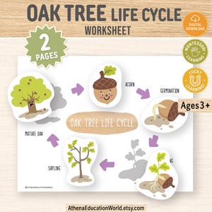 May include: An educational worksheet titled Oak Tree Life Cycle featuring illustrations of an acorn, germination, a seedling, a sapling, and a mature oak tree. The page includes purple arrows indicating the growth sequence and text labels for each stage, with a 2 pages badge and an Ages 3+ label.