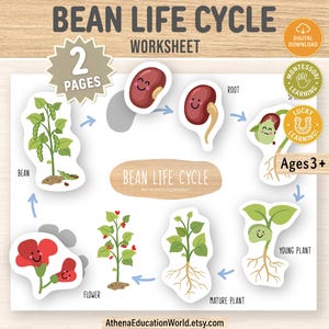 Peut inclure: Une fiche pédagogique colorée illustrant le cycle de vie du haricot, avec des étapes de la graine à la plante mature. Comprend le texte "BEAN LIFE CYCLE WORKSHEET" et "Ages 3+". Téléchargement numérique.