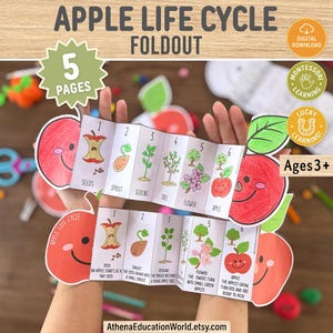 Może przedstawiać: Kolorowa, edukacyjna składanka zatytułowana "APPLE LIFE CYCLE" z ilustracjami etapów wzrostu jabłka. Składanka, trzymana otwarta, ukazuje etapy od nasiona do jabłka. Zawiera tekst "5 PAGES" i "Ages 3+".
