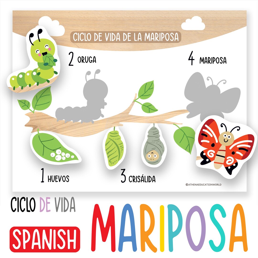 Spanish Butterfly Life Cycle Activity for Kids, Printable Montessori ...