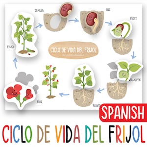 Spanish Bean Life Cycle Activity for Kids, Printable Montessori Science Worksheet, Preschool Homeschool Nature Lesson, Kindergarten Learning