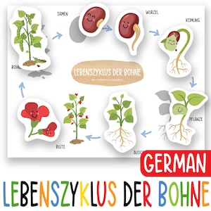 Levenscyclus van de Duitse boon voor kinderen afdrukbaar, plantenwetenschappelijke grafiek voor kleuterschool en kleuterschool, homeschool tuinactiviteit, poster groeiende plant