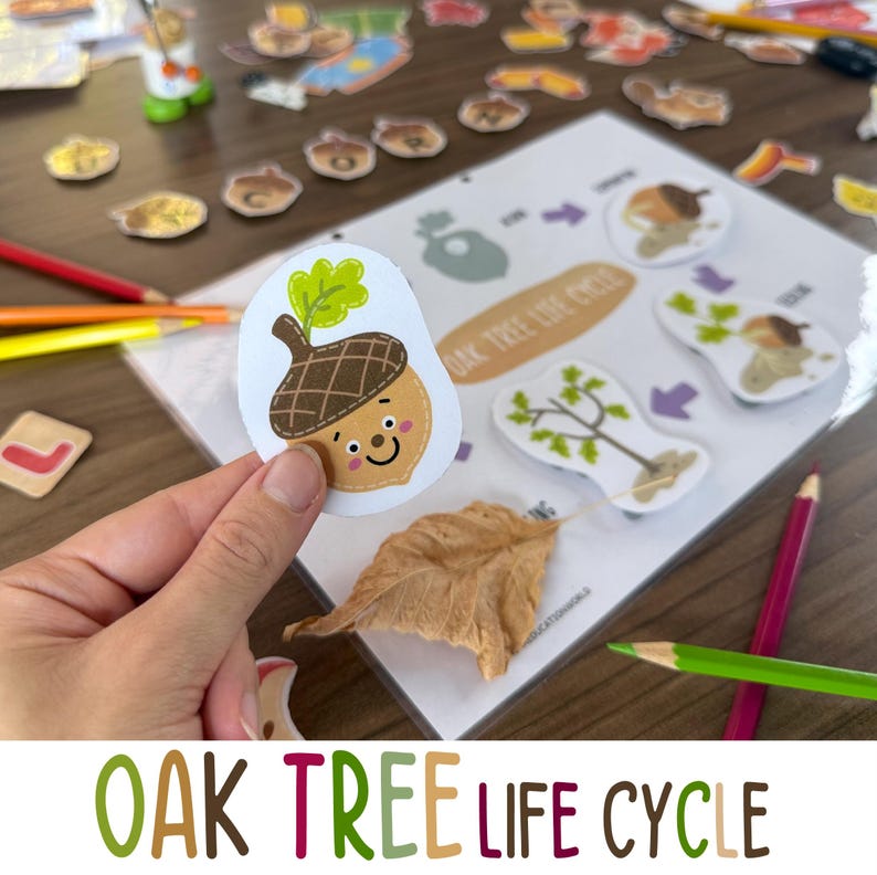 Oak Tree Life Cycle Printable,montessori Science Activity, Preschool ...