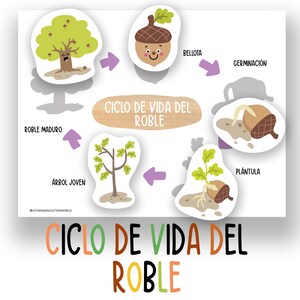 May include: A colorful educational diagram illustrating the life cycle of an oak tree. The diagram includes stages from acorn to mature tree, with labels in Spanish. The title "CICLO DE VIDA DEL ROBLE" is prominently displayed in a playful font.