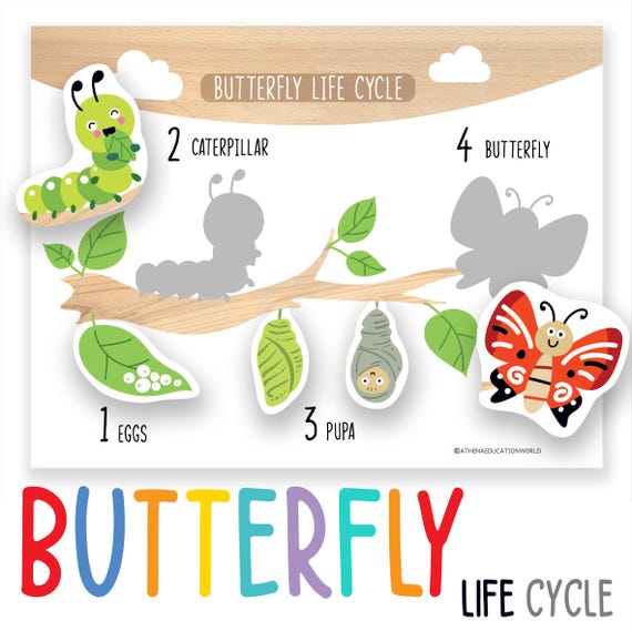 Butterfly Life Cycle Activity for Kids, Printable Montessori Science Worksheet, Preschool Homeschool Nature Lesson, Kindergarten Learning