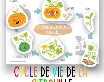French Pumpkin Life Cycle Activity for Kids, Fall Preschool Science Printable, Montessori Matching Game, Pumpkin Classroom Decor, Homeschool