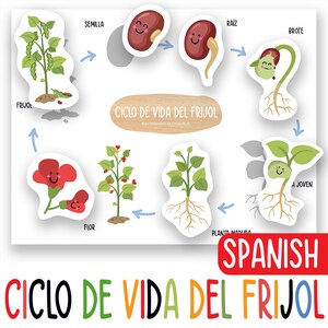 Levenscyclus Spaanse bonen voor kinderen afdrukbaar, plantenwetenschappelijke grafiek voor kleuterschool en kleuterschool, homeschool tuinactiviteit, poster groeiende plant
