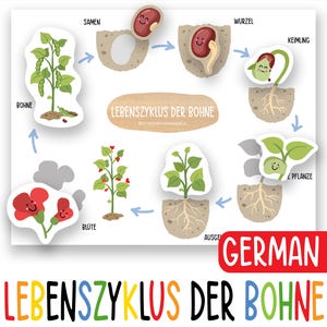 German Bean Life Cycle Activity for Kids, Printable Montessori Science Worksheet, Preschool Homeschool Nature Lesson, Kindergarten Learning