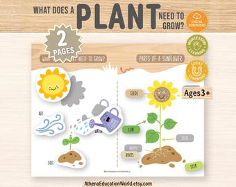 Ciclo de vida de las plantas: Hoja de trabajo imprimible sobre las partes del girasol. Actividad científica para preescolares. Aprendizaje STEM para jardín de infancia. Estudio de la naturaleza en primavera con el método Montessori.