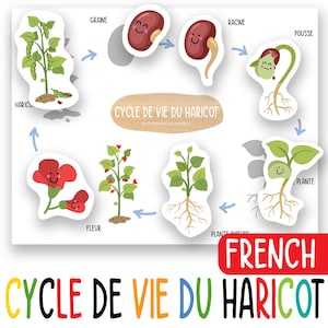 Levenscyclus snijboon voor kinderen afdrukbaar, plantenkaart voor kleuters en kleuters, homeschool tuinactiviteit, poster groeiende plant