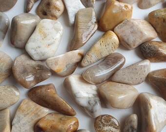 CORAL AGATE Fossil Crystal - Ethically Sourced - Select Your Size Small Medium - Chakra Healing Stone Specimen Brown Natural Agatized Coral