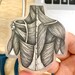 Clear Vinyl Sticker Back Muscle Anatomy Sticker Medical Theme Sticker ...