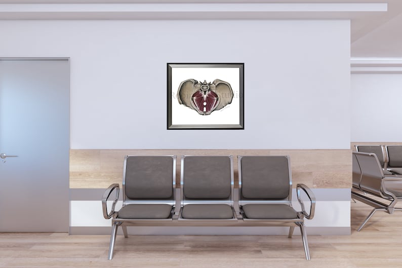 Pelvic Floor Poster for Womens Health Clinic Decor Pelvic Floor Anatomy ...