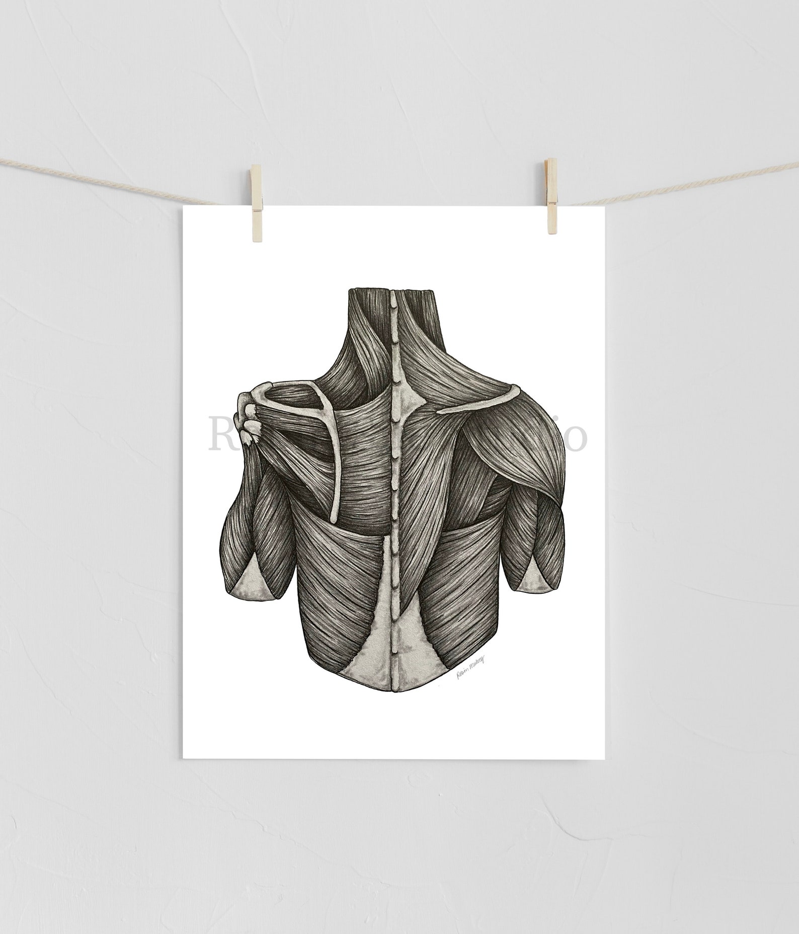Back Muscle Anatomy Art Anatomy Decor for PT Clinic Decor Medical ...