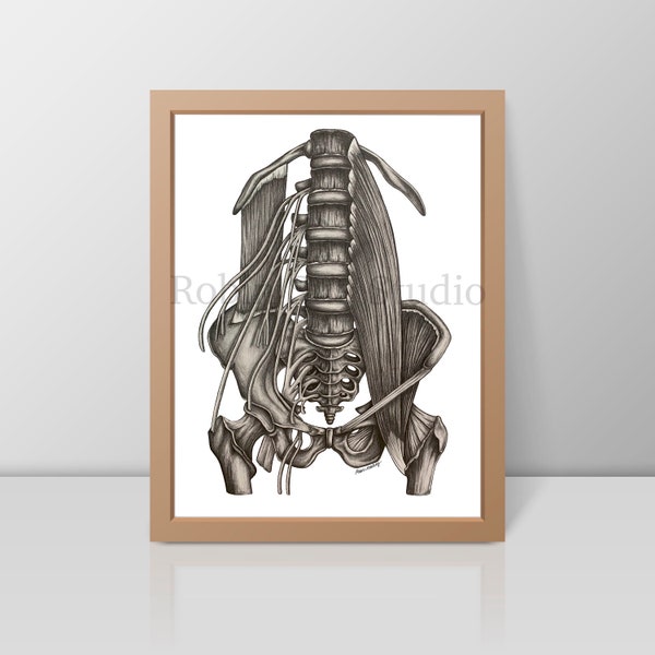 Anatomy Art Spine Art Anatomy Decor Doctor Office Art Medical Gift for Chiropractor Gift for Doctor Gift for Physical Therapist Gift Anatomy