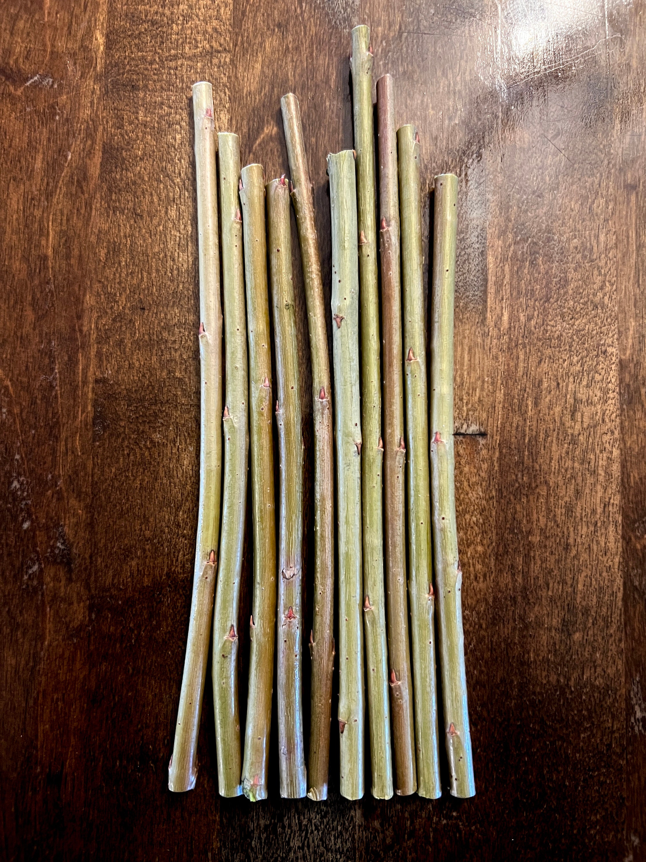 Basket Weaving Willows 5 Count READY TO GROW 6 Length Etsy