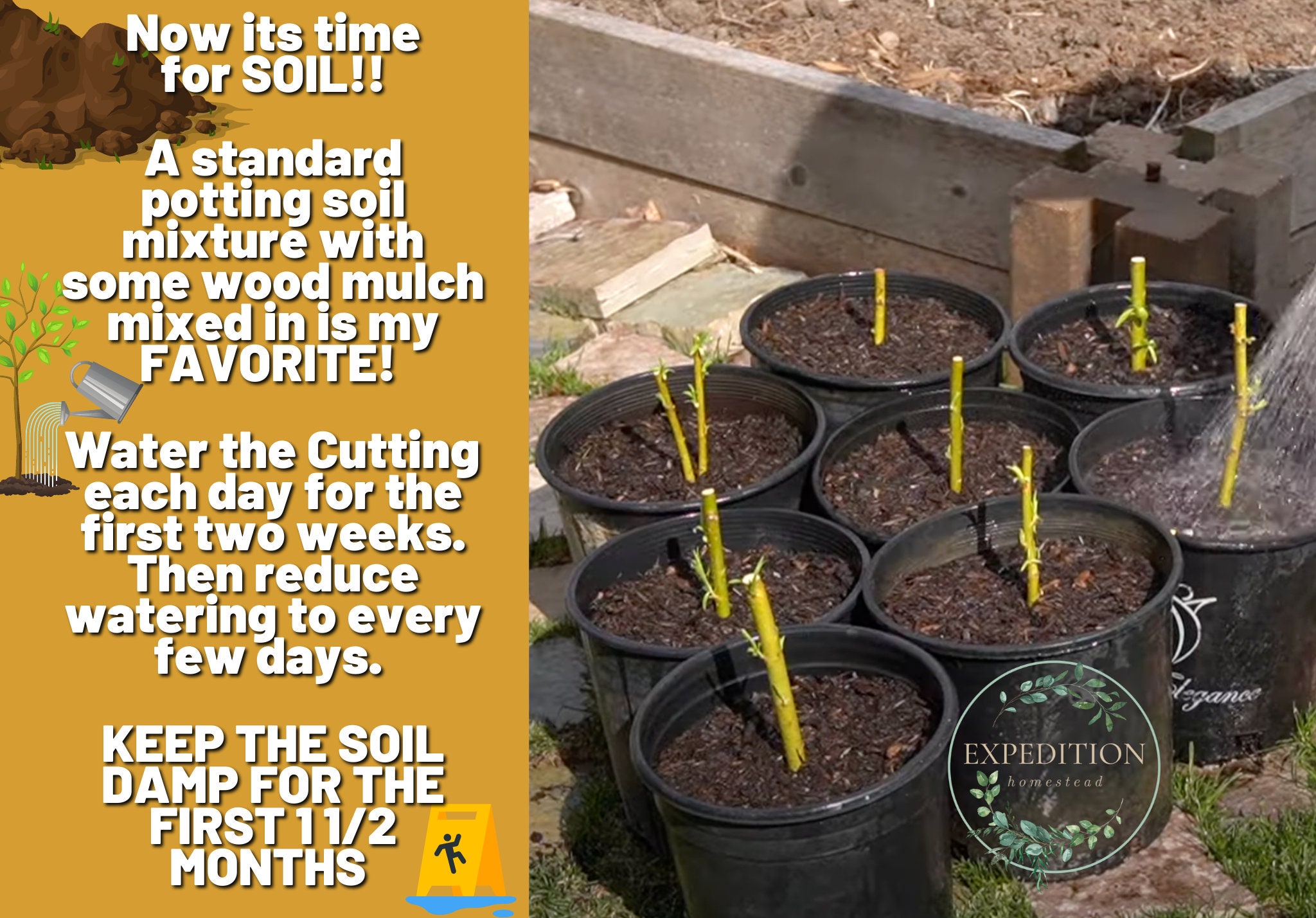 Basket Weaving Willows 5 Count READY TO GROW 6 Length Etsy