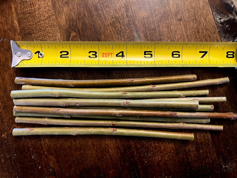 Basket Weaving Willows 5 Count READY TO GROW 6 Length Etsy
