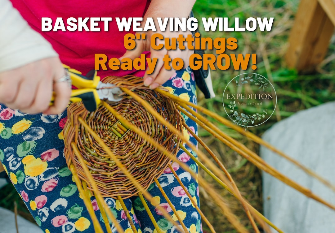 Basket Weaving Willows 5 Count READY TO GROW 6 Length Etsy