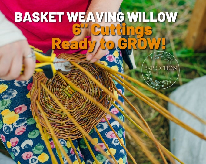 Basket Weaving Willows 5 Count READY TO GROW 6 Length X 1/4 3/8