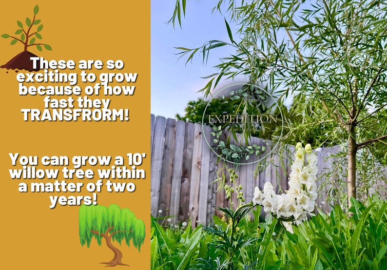 Weeping Willow Cuttings 5 Count READY TO GROW 6 Etsy