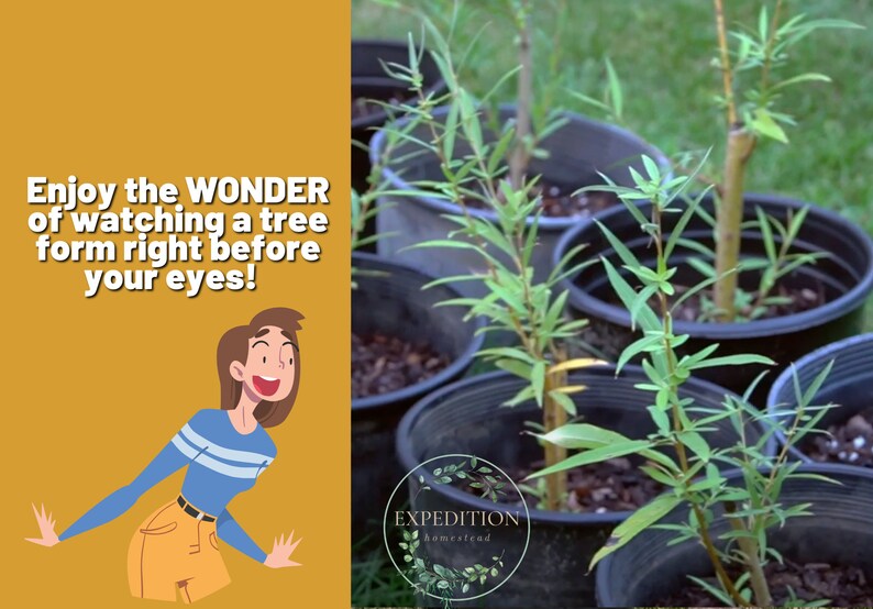 Basket Weaving Willows 5 Count READY TO GROW 6 Length Etsy